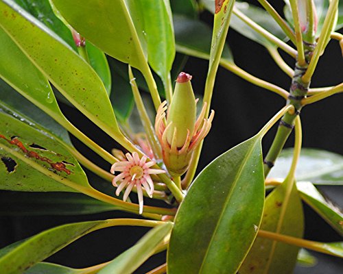 Orange Mangrove (Bruguiera sexangula) Samen/Keimlinge ***Die seltenste Mangrove***