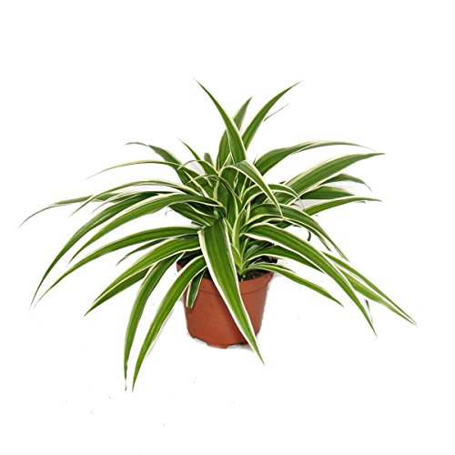 Chlorophytum - Grünlilie - Brautschleppe - 9cm Topf - Zimmerpflanze