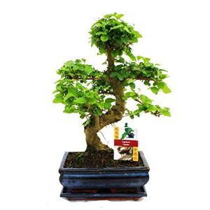 Bonsai chinesischer Liguster – Ligustrum sinensis – ca. 8 Jahre