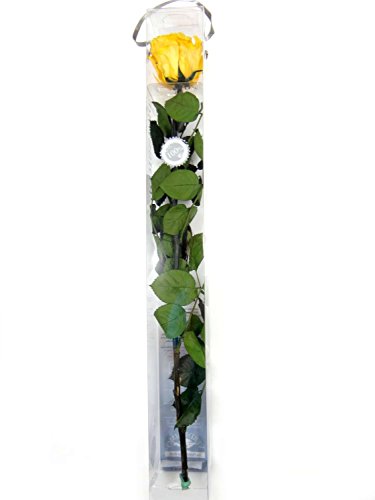 1 Haltbare stabilisierte Rose in gelb, konservierte Rosen die ihre lebendige Natürlichkeit über eine Ewigkeit behalten.