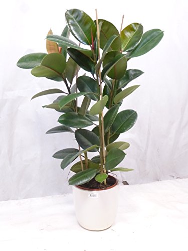 Gummibaum - Ficus elastica 