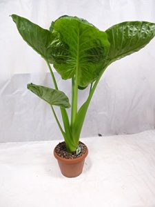 Alocasia “calidora”- Elefantenohrpflanze – 160 cm / Zimmerpflanze mit riesigen(!) Blättern