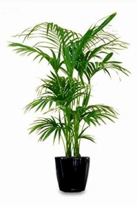 Kentia Palme Howea Forsteriana wunderschöne Zimmerpflanze sehr pflegeleicht 150-160cm Pot Ø 24 cm