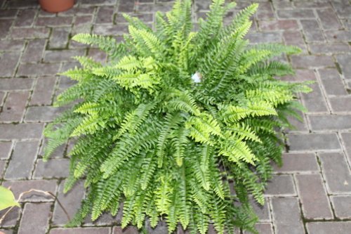 Zimmerpflanze - Nephrolepsis - Boston-Farn - Buschige Zimmerpflanze, ca. 45 cm hoch