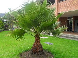 Washingtonia robusta Zimmerpalme Büropalme 190-200 cm. Eine der schnellwachsendsten Palmen der Welt