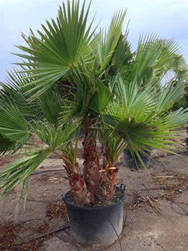 Riesige Washingtonia robusta mit 2-3 Stämmen. Zimmerpalme Gartenpalme 180-200 cm. Eine der schnellwachsendsten Palmen der Welt