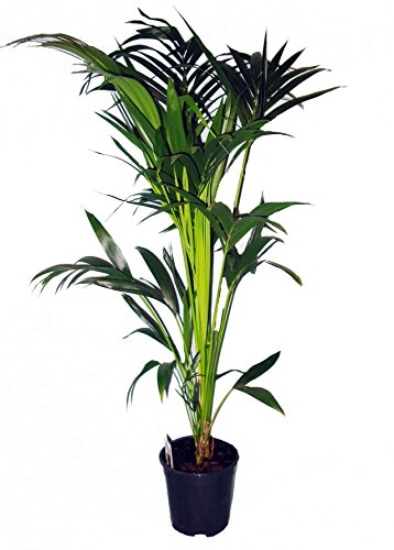 Kentia-Palme 80cm hoch, 1 Pflanze