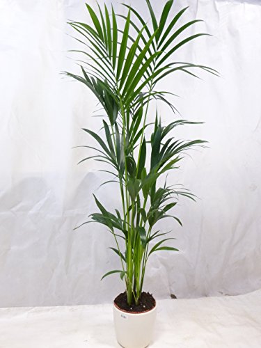 Howea forsteriana - Kentia Palme - 200 cm // Zimmerpflanze - Zimmerpalme