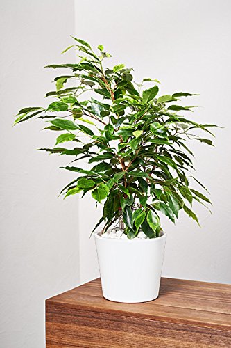 EVRGREEN Birkenfeige | Ficus Benjamini | Zimmerpflanze in Hydrokultur | im Set inkl. Keramiktopf (weiß) | ficus benjamina anastasia