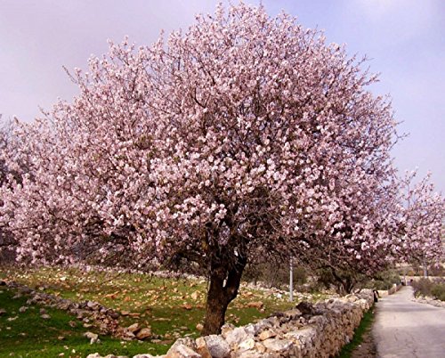 Sehr Selten ! Echter Mandelbaum Prunus dulcis 1 Baum Größe 100-110 cm Frosthart bis maximal -15 Grad