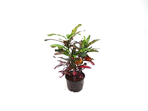 Kroton, Codiaeum variegatum Batik, ca.30 - 35 cm, besondere Zimmerpflanze in Hydrokultur, 11/9er Kulturtopf