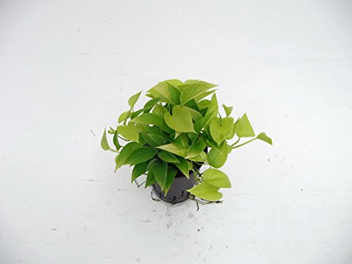 Efeutute, Epipremnum aureum Neon, Zimmerpflanze in Hydrokultur, 15/19er Kulturtopf, 20 - 30 cm