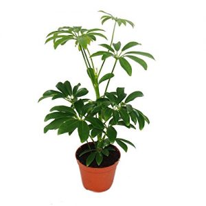 Strahlenaralie – Schefflera – 9cm Topf – Zimmerpflanze – ca. 25cm hoch
