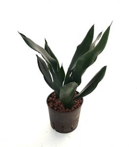 Bogenhanf, Sansevieria trifasciata Black Robusta, Zimmerpflanze in Hydrokultur, 13/12er Kulturtopf, 25 – 30 cm