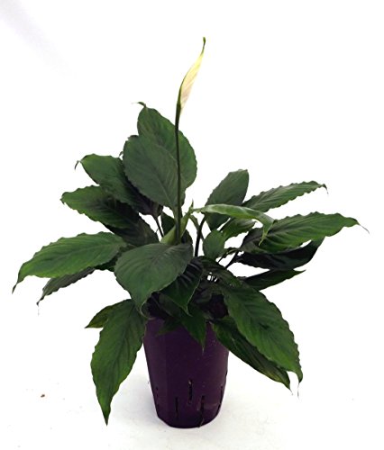 Einblatt, Spathiphyllum Hybriden White Queen, Zimmerpflanze in Hydrokultur, 15/19er Kulturtopf, 40 - 50 cm