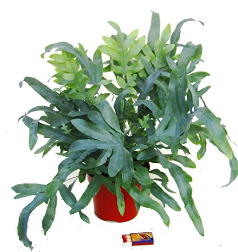 Phlebodium 'Blue Star' - Blaufarn Zimmerpflanze