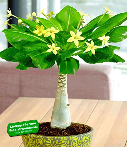 BALDUR-Garten Hawaii-Palme 30-40 cm hoch, 1 Pflanze Brighamia insignis