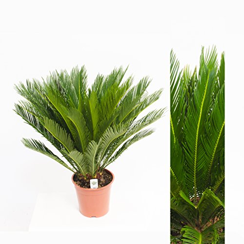 Cycas Revoluta 70cm +/- ,Palmfarn - Sagopalme, Topfgröße 15 cm