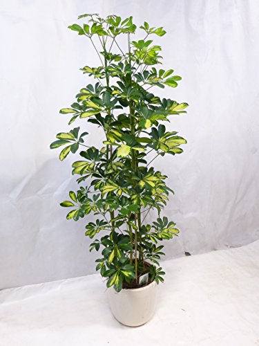 Schefflera arboricola 