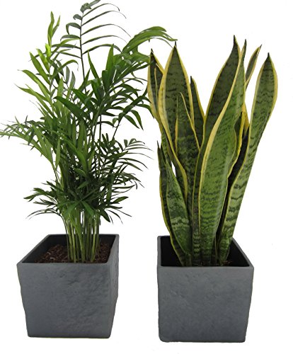 Zimmerpflanzen-Duo, Zimmerpalme+Sanseveria im Scheurich Würfeltopf anthrazit-stone, ca.14x14x14cm, 2 Pflanzen und 2 Töpfe
