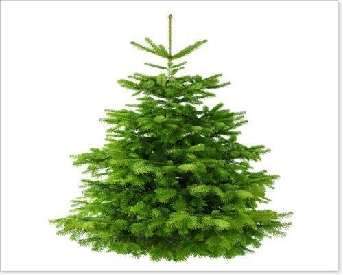 Echter Tannenbaum Weihnachtsbaum Nordmanntanne 175-200 cm 1a Qualität
