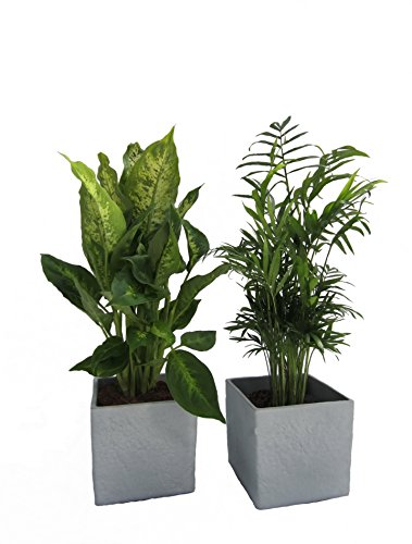 Fresh-Air-Duo, Zimmerpalme + Dieffenbachia im Scheurich Würfeltopf grau-stone, ca. 14x14x14cm, 2 Pflanzen und 2 Töpfe
