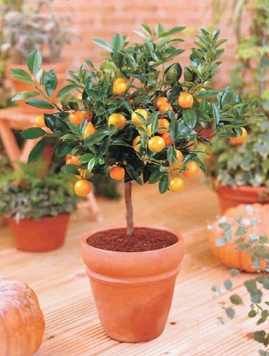 Zwerg Orangenbaum