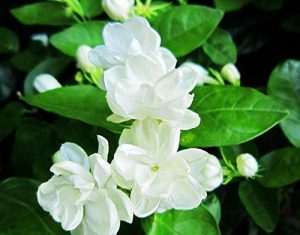 Loss Förderung! 1 Packung zu 50 Stück weiße Jasminsamen, duftende Pflanze arabische Jasmin-Blumensamen für Heim & Garten