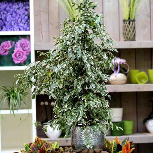 Birkenfeige Ficus benj. 'Profit' 150cm