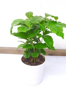2 Stück Coffea arabica 28cm+/- Kaffee Pflanze Kaffeestrauch Zimmerpflanze