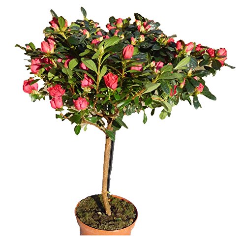 Eine Wunderschöne Zimmerpflanze Hochstamm Azalee Rot breit wachsener Krone Frühlingspflanze Rhodo