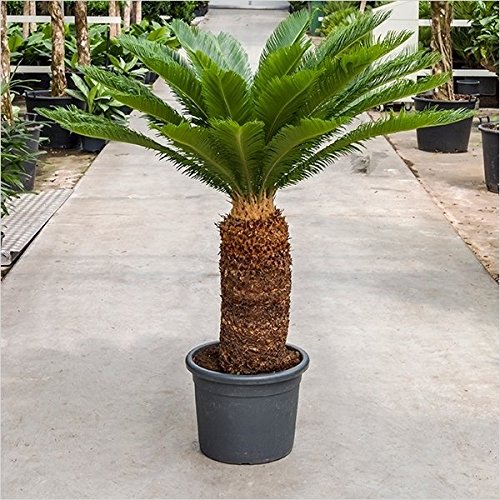 Cycas revoluta 20 - 130 cm Palmfarn Sagopalmfarn (130 cm / 50 cm Stamm)